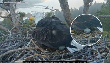 Big Bear bald eagles Jackie and Shadow lay 1st egg of the season
