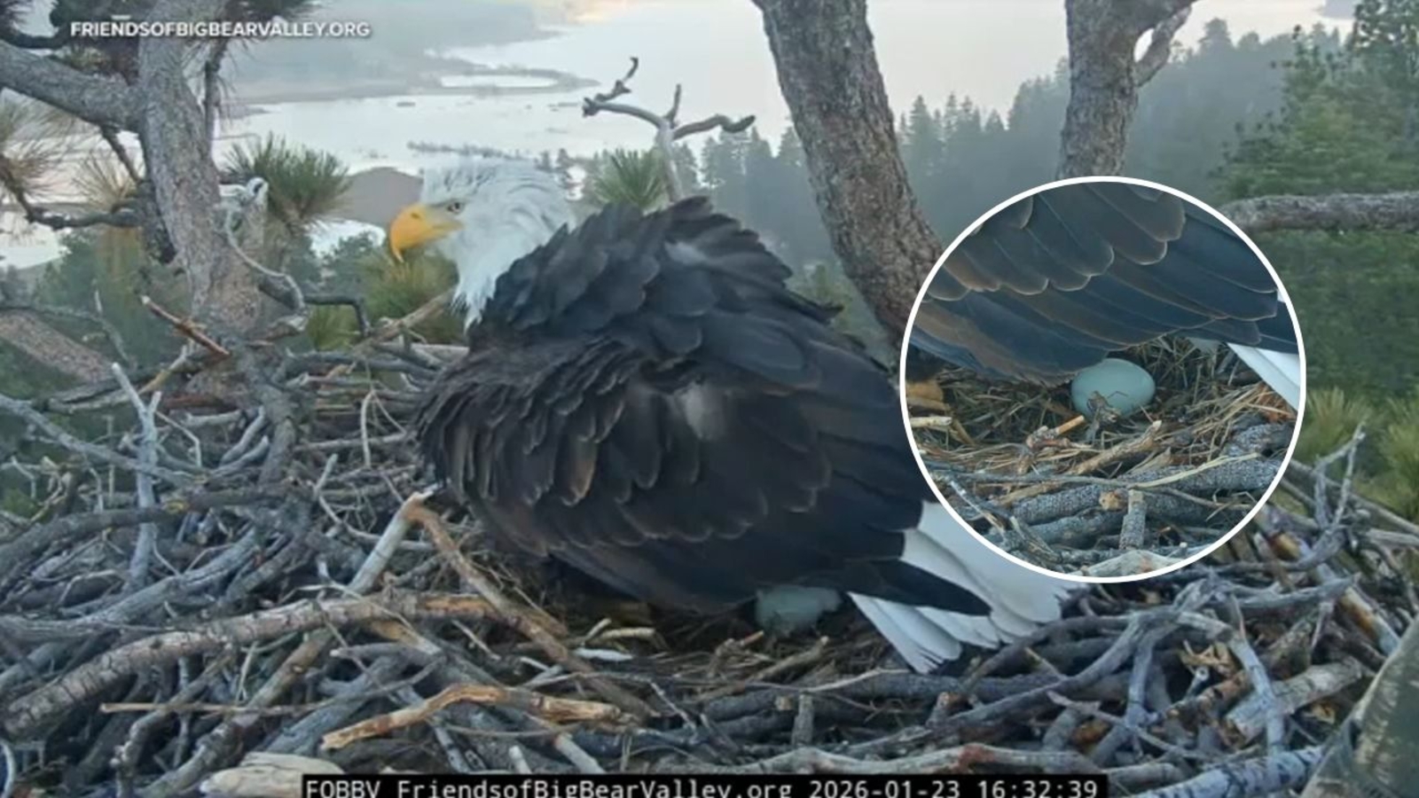 Big Bear bald eagles Jackie and Shadow lay 1st egg of the season