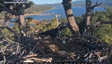 Beloved Big Bear bald eagles Jackie and Shadow lose both eggs after ravens invade nest