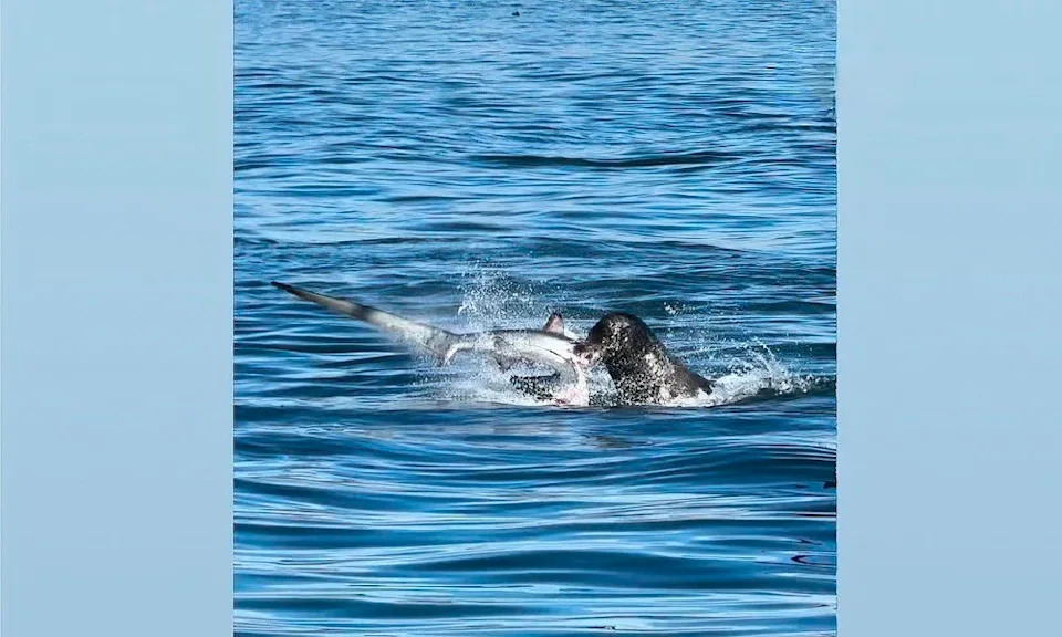 Sea lion preys on thresher shark.