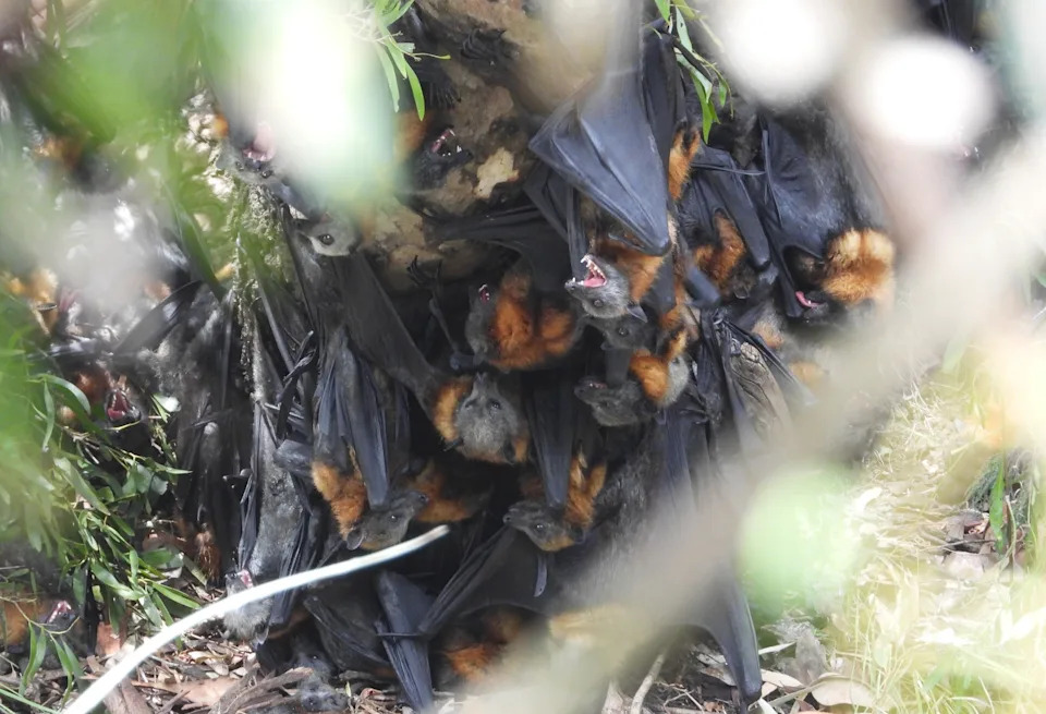 Flying foxes clumped together at Brimbank Park.