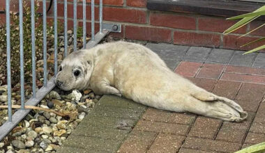 Mail Carrier Finds 'Underweight' Seal Pup Waiting on a Random Doorstep After Washing Ashore
