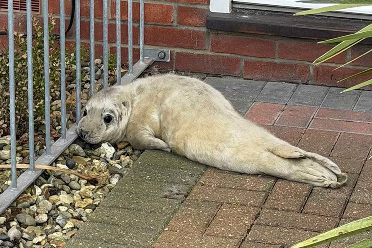 Mail Carrier Finds 'Underweight' Seal Pup Waiting on a Random Doorstep After Washing Ashore