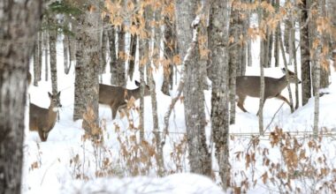 Avoid the temptation of feeding deer in winter
