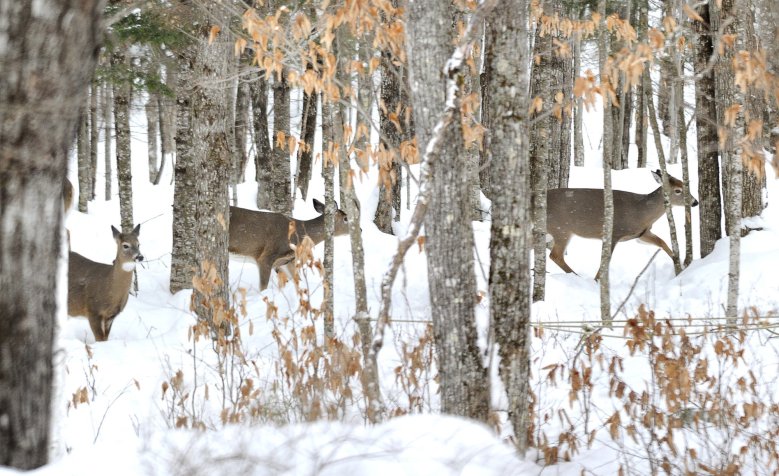 Avoid the temptation of feeding deer in winter