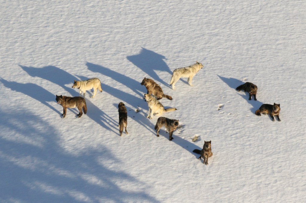 A pack of wolves, with varying fur colors from light tan to dark brown, standing on a snow-covered field, casting long shadows.
