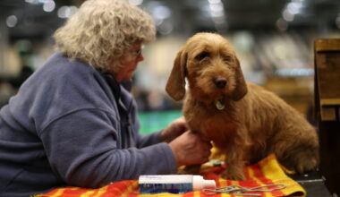 A dog owner and her Basset Fauve de Bretagne attend the second day of the Crufts Dog Show