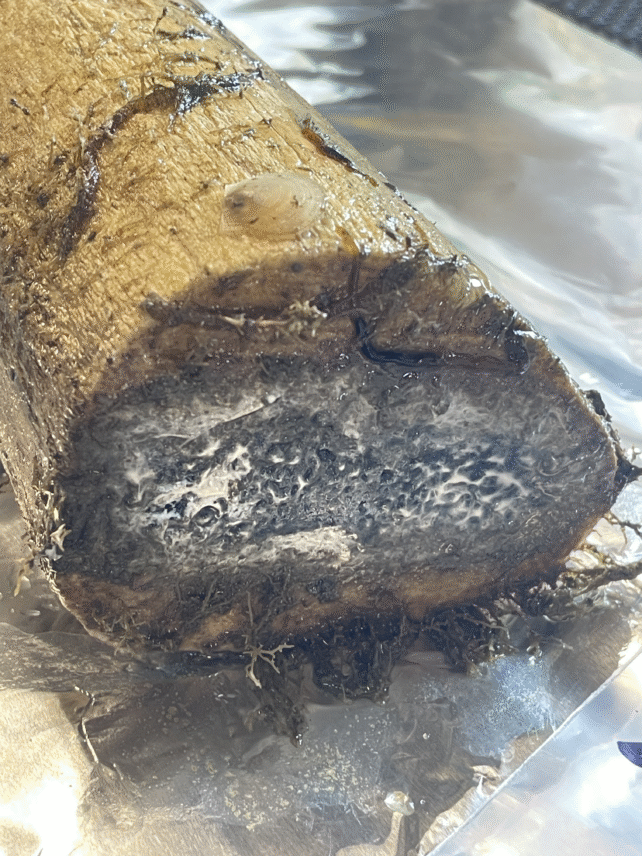 Bone-Eating Zombie Worms Are Missing-in-Action in The Deep Ocean, Troubling Scientists