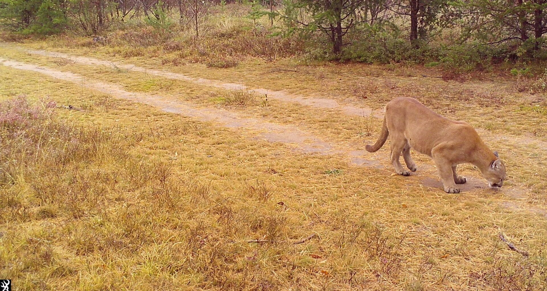 Michigan sees record cougar reports in 2025