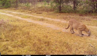 Michigan sees record cougar reports in 2025