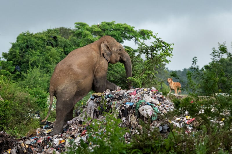 An elephant stands on a large pile of garbage in a lush, green area, reaching down with its trunk while a dog observes from nearby. The sky is overcast, highlighting the contrast between nature and pollution.