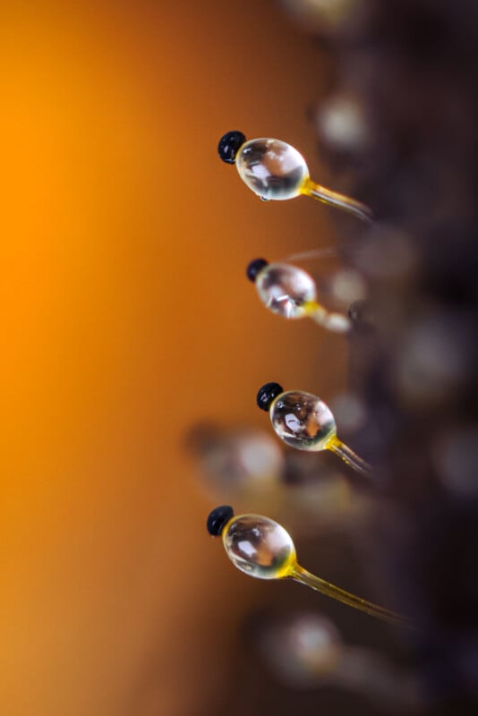 Extreme close-up of tiny fish larvae with clear bodies and black eyes, attached to a surface against a soft orange background. The delicate details of the larvae are sharply visible.