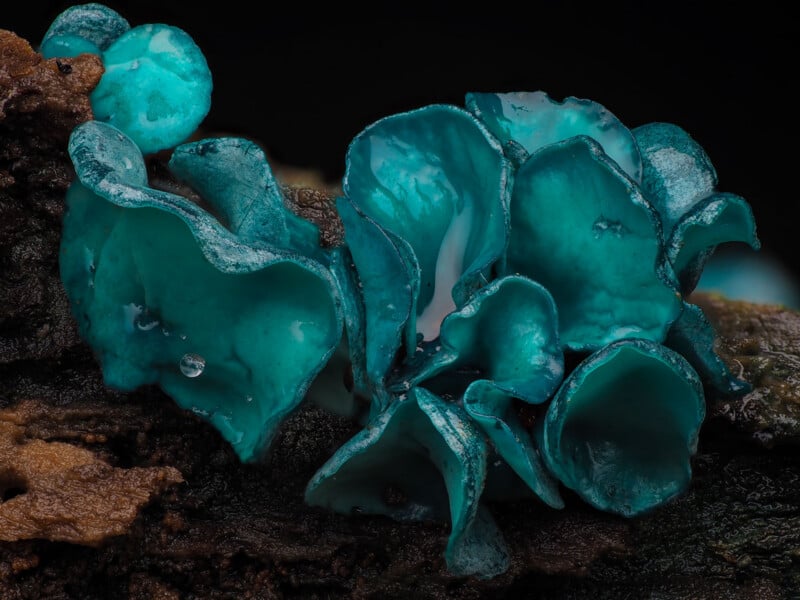 Bright blue-green cup-shaped fungi grow on a dark, decaying piece of wood; their waxy, translucent surfaces glisten with moisture.