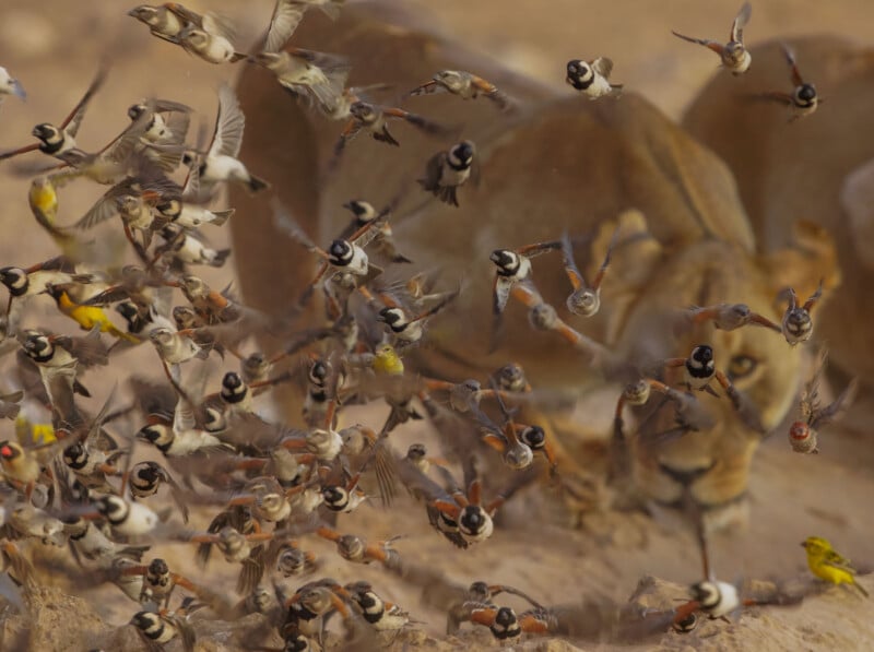 A flock of small birds takes flight in front of blurred lions in the background, creating a sense of urgency and movement in a dry, sandy environment.