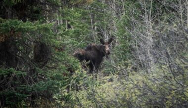 Colorado gets federal approval for new 10-year wildlife conservation plan