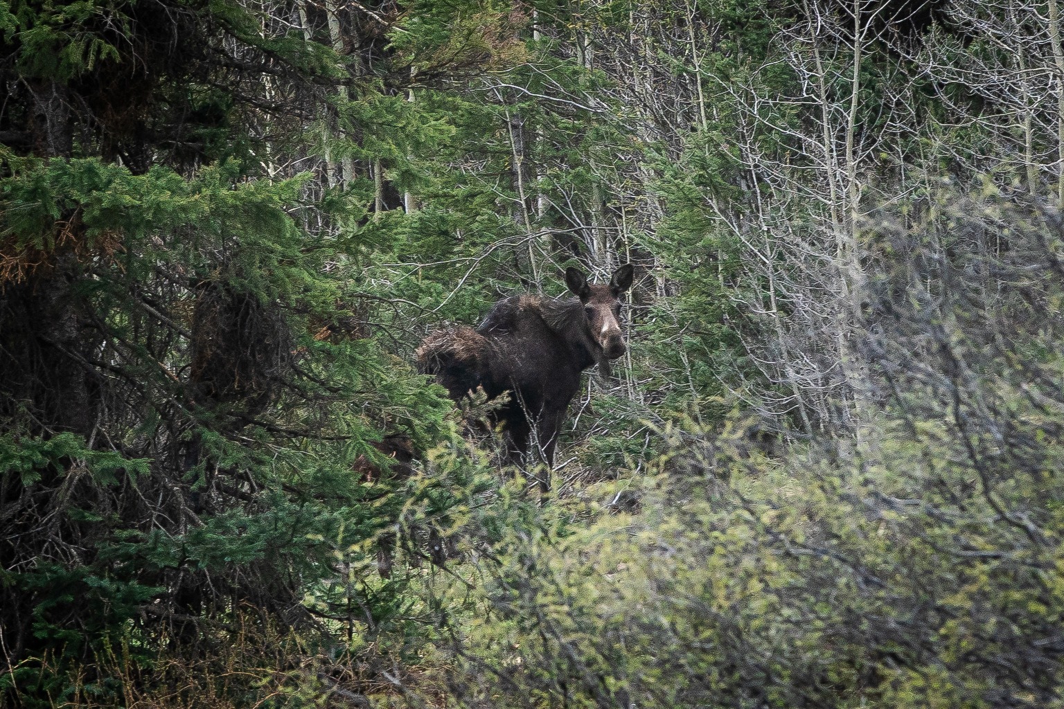 Colorado gets federal approval for new 10-year wildlife conservation plan