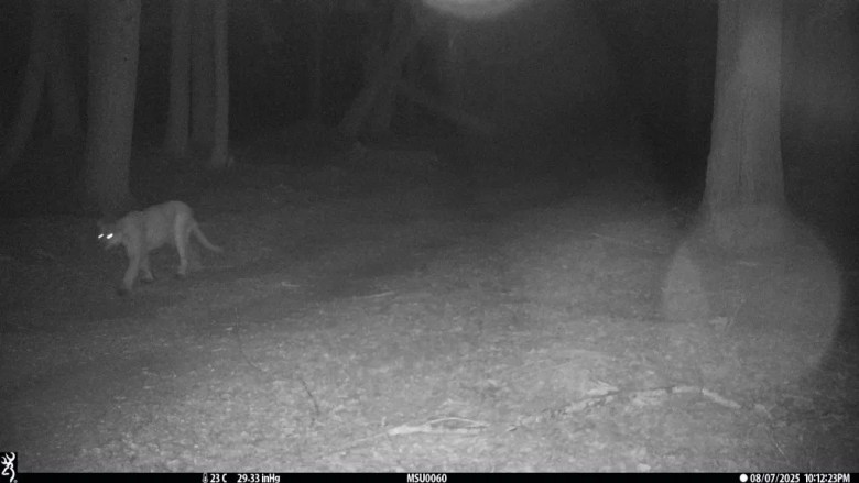 A cougar is seen at night on a trial cam