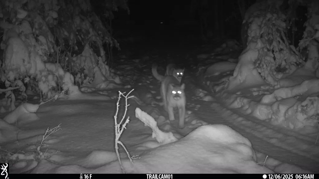 Cougars seen on a trail cam at night