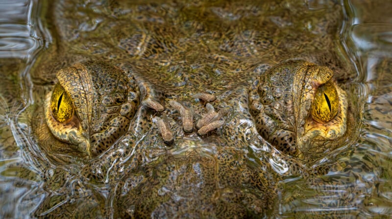 Close-up of a crocodile’s face partially submerged in water, with several small fish or insects resting on its snout between its intense yellow eyes. The texture of the crocodile’s skin is highly detailed.