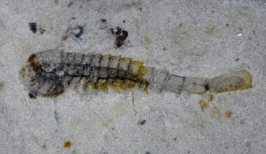New animal species that survived mass extinction event half a billion years ago found in a quarry in China