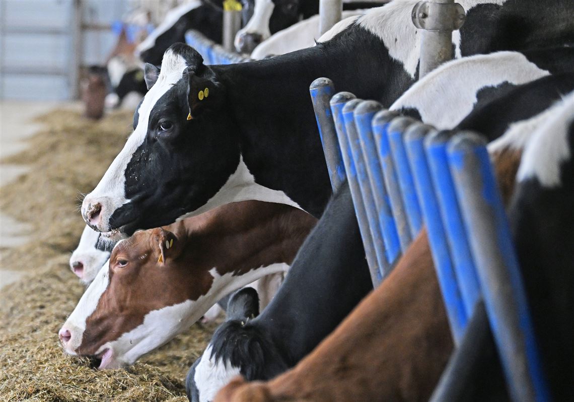 Updated U.S. dietary guidelines push protein, full-fat diary and confusion, some experts say