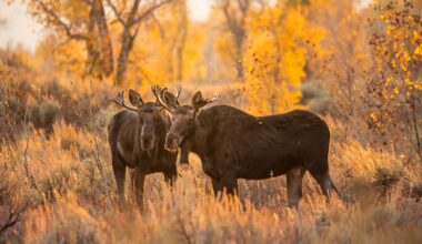 Moose torture case puts Wyoming back in unsavory spotlight