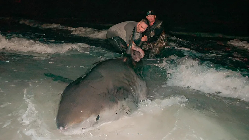 Two men hold the tail of a great white shark