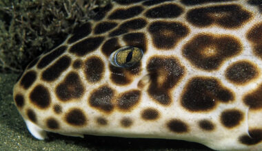 Scientists Found a Creature That’s Breaking the Rules of Reproduction