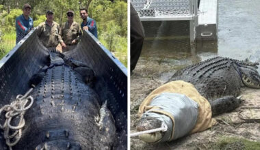 Croc horror at popular camping spot
