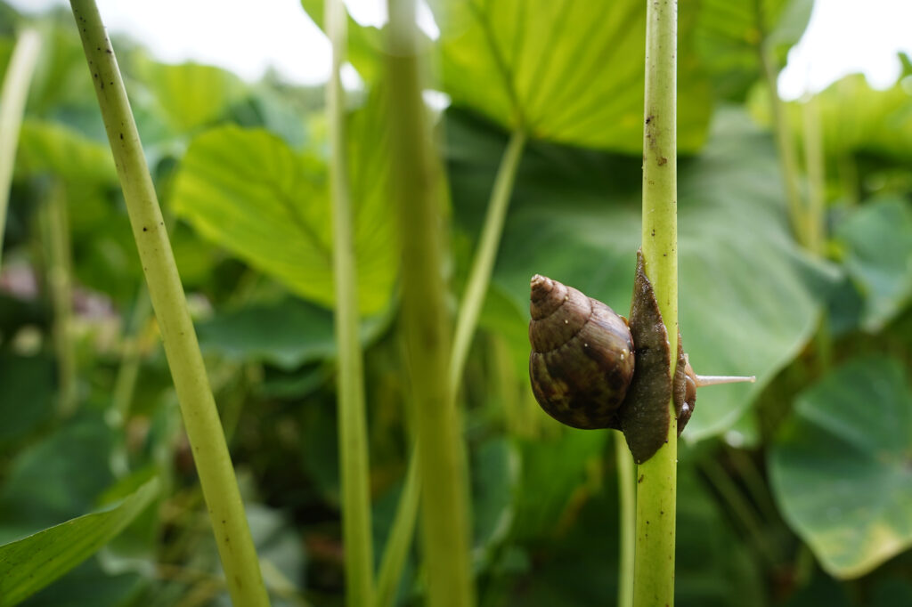 An invasive Giant African Snail crawls on a stem of a kalo plant Wednesday, Oct. 14, 2024, in Waimanalo. (Kevin Fujii/Civil Beat/2024)