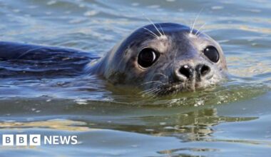 How AI is helping to study tourist impact on seals