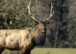 FILE — Wildlife managers are concerned about the spread of always-fatal chronic wasting disease through deer and elk across the region. An Oregon bull elk is shown in this 2005 photo.