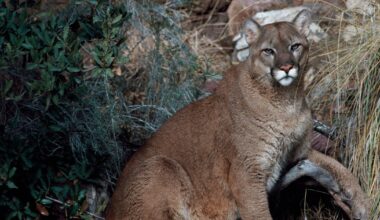Woman dies in suspected mountain lion attack, Colorado's first deadly encounter since 1999