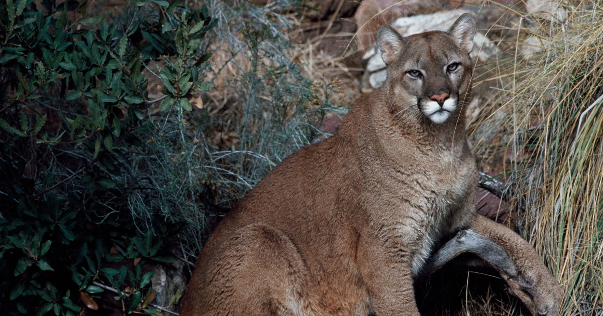 Woman dies in suspected mountain lion attack, Colorado's first deadly encounter since 1999