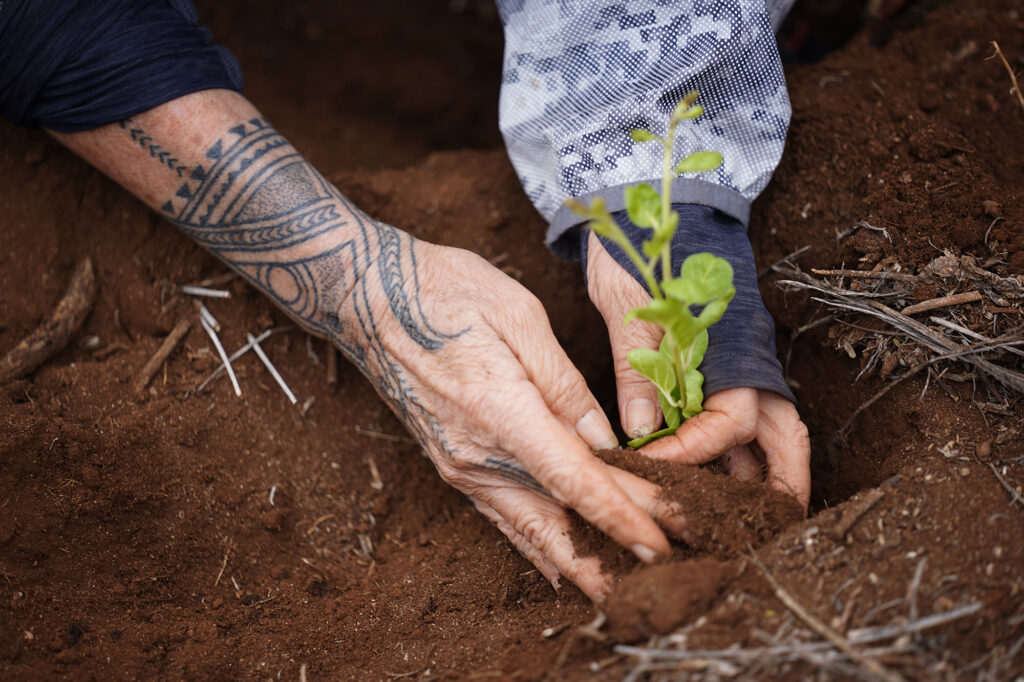Protect Kahoʻolawe ʻOhana (PKO) Kimberly Patterson plants a endemic Pa'u o Hi'iaka Monday, Jan. 5, 2026, in Hakioawa. PKO celebrates the 50th year of sovereign land. (Kevin Fujii/Civil Beat/2026)