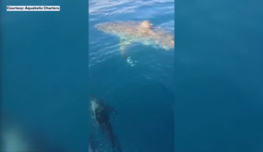 Rare great white shark sighting surprises couple dolphin watching on Florida’s Gulf Coast - WSVN 7News | Miami News, Weather, Sports