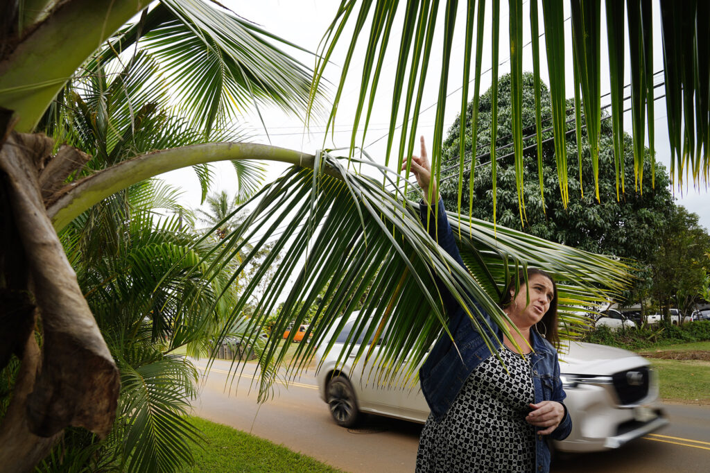 Kauaʻi council member Fern Holland shows Honolulu Civil Beat the damage coconut rhinoceros beetles have done to her Samoan coconut tree Tuesday, Jan. 20, 2026, in Kapaʻa. (Kevin Fujii/Civil Beat/2026)