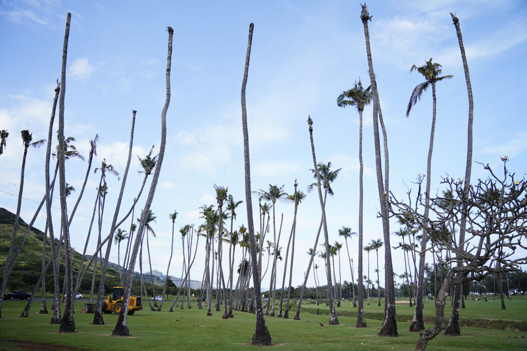 Damaged trees at Wailua Golf Course are photographed Tuesday, Jan. 20, 2026, in Līhuʻe. Coconut rhinoceros beetles are now plaguing Kauaʻi. (Kevin Fujii/Civil Beat/2026)