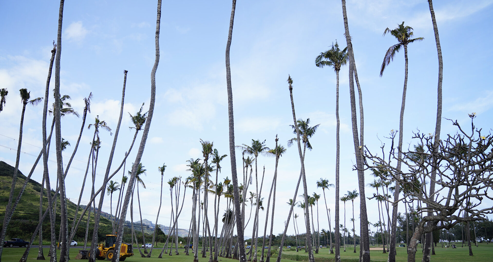 Damaged trees at Wailua Golf Course are photographed Tuesday, Jan. 20, 2026, in Līhuʻe. Coconut rhinoceros beetles are now plaguing Kauaʻi. (Kevin Fujii/Civil Beat/2026)