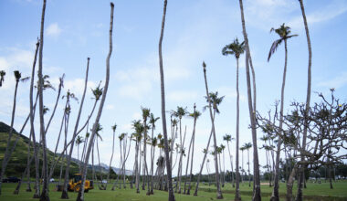 Damaged trees at Wailua Golf Course are photographed Tuesday, Jan. 20, 2026, in Līhuʻe. Coconut rhinoceros beetles are now plaguing Kauaʻi. (Kevin Fujii/Civil Beat/2026)