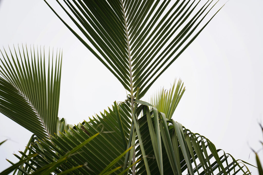 A sign of coconut rhinoceros beetle damage is evident in Kauaʻi council member Fern Holland’s tree Tuesday, Jan. 20, 2026, in Kapaʻa. (Kevin Fujii/Civil Beat/2026)