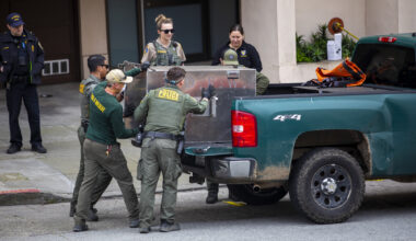 San Francisco Mountain Lion Is Tranquilized as Officials Work to Capture the Cougar