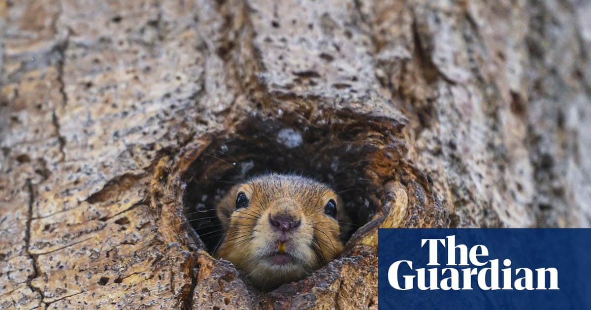 Week in wildlife: a hide-and-seek squirrel and an otter in a Christmas tree - The Guardian