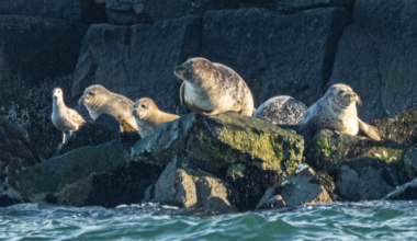 MERR to offer free S’more Seals talks starting Jan. 3