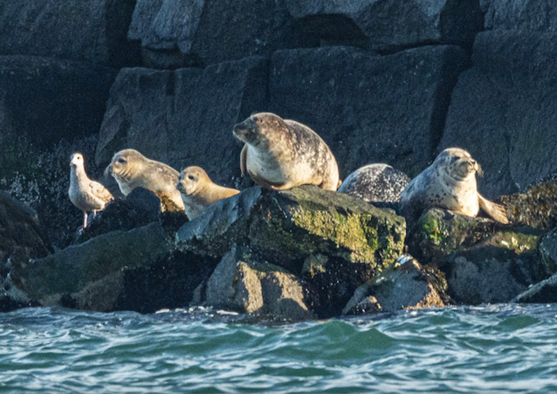 MERR to offer free S’more Seals talks starting Jan. 3