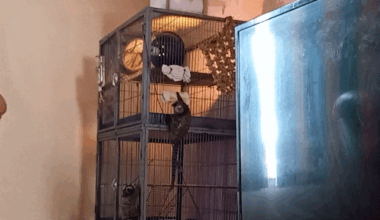 Thousands of pet monkeys could be seized as ban looms