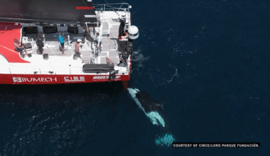 Orcas blamed for yacht attacks are speaking their own language