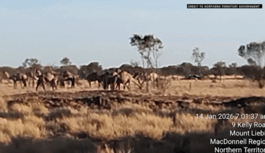 Thousand-strong mob of thirsty camels storms outback town
