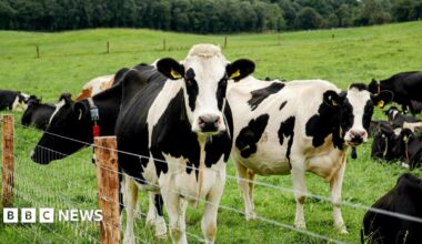 Black and white cows in a field. There is grass and trees in the distance and a fence in the foreground.