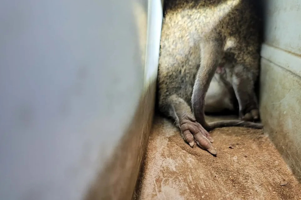 Looking inside the pipe at the stuck quenda.
